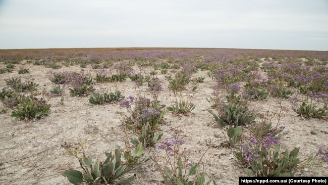 Флора острова Джарилгач, архивное фото