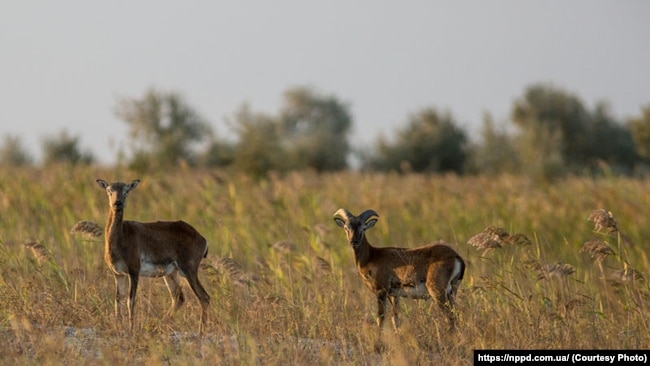 Острів Джарилгач Херсонської області, архівне фото dqxikeidqxitkant