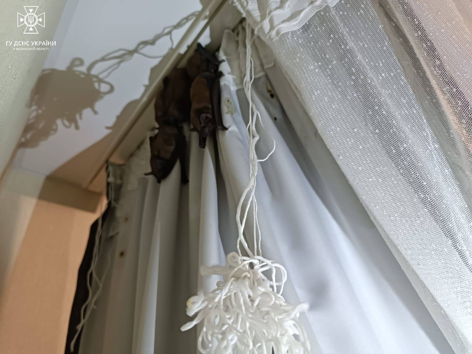 В Луцке в квартиру залетело три десятка летучих мышей: пришлось вызвать спасателей. Фото dqxikeidqxiqqeant