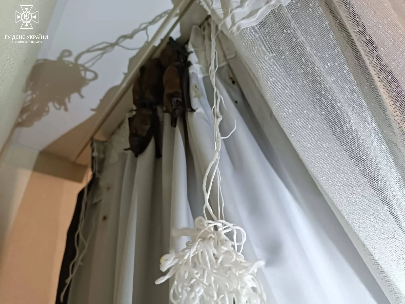 У Луцьку до квартири залетіло три десятки кажанів: довелося викликати рятувальників. Фото dqxikeidqxitkant