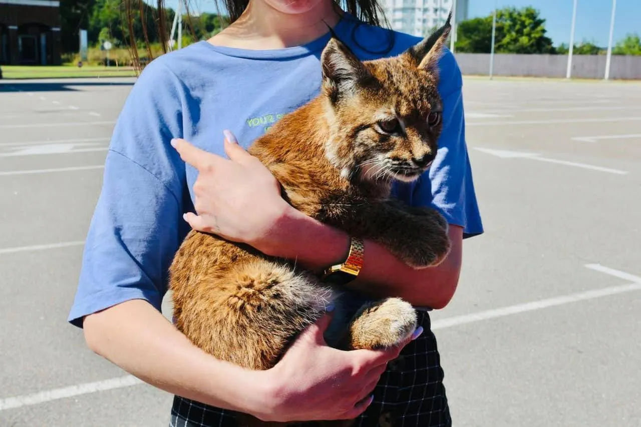     ,     .    dqxikeidqxitkant