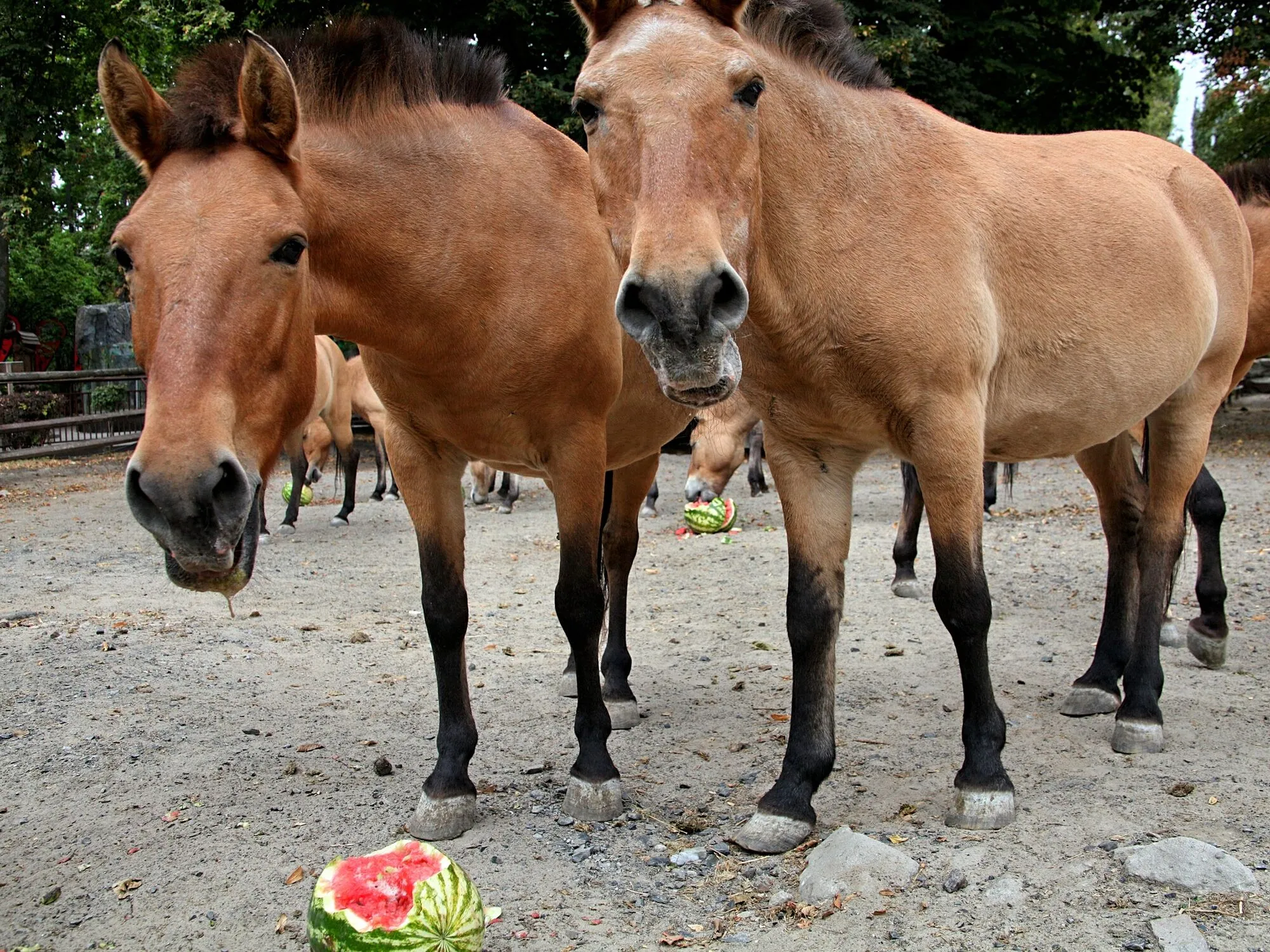 В Киевском зоопарке продолжаются арбузные уикенды: когда можно увидеть кормление животных. Фото и видео