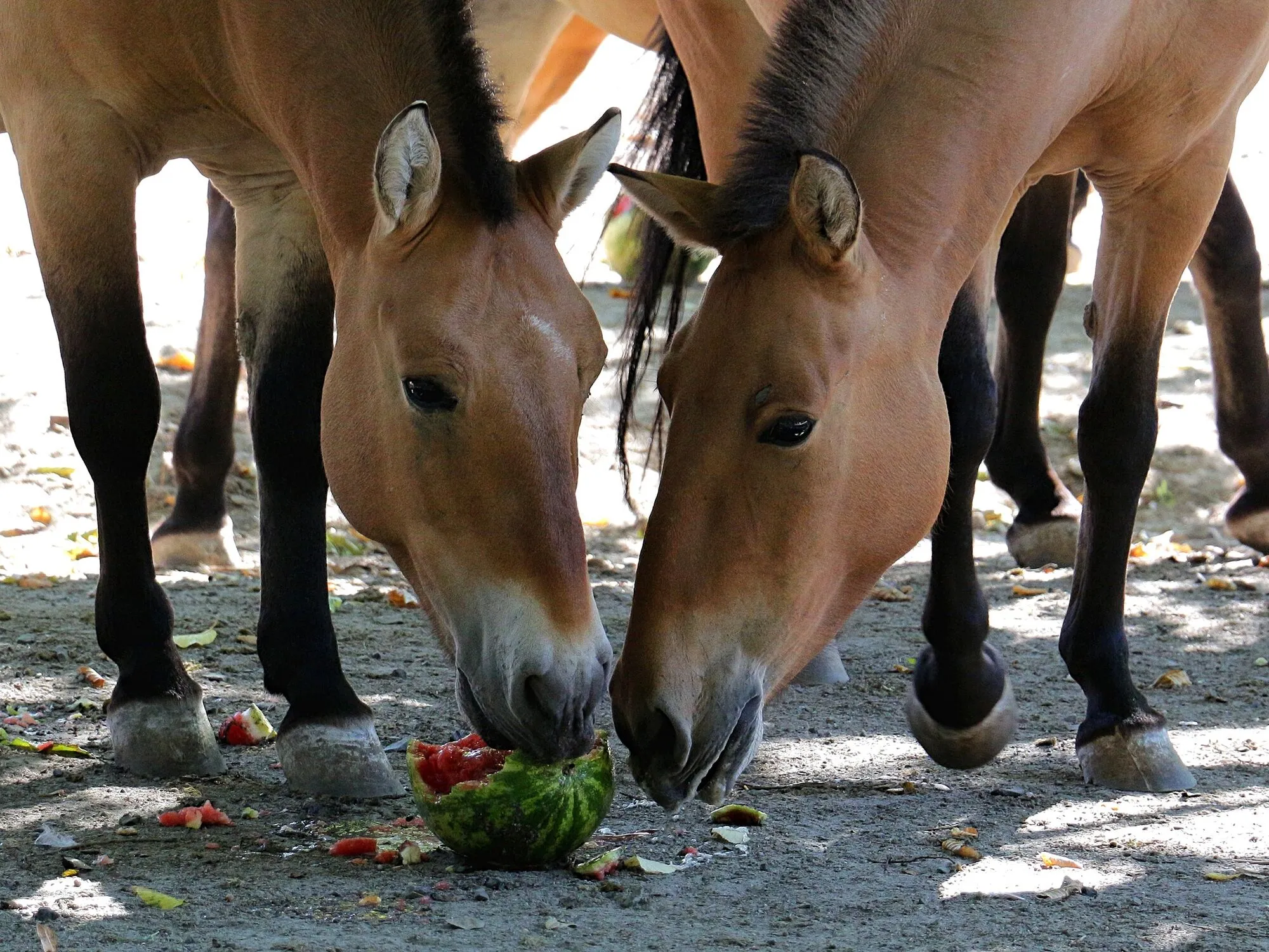 В Киевском зоопарке продолжаются арбузные уикенды: когда можно увидеть кормление животных. Фото и видео