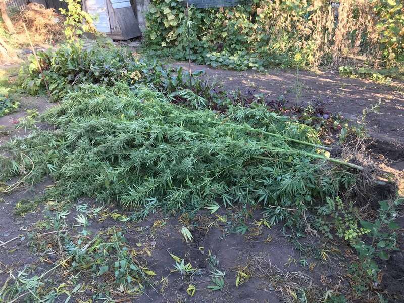 У Кривому Розі поліція виявила триметрові кущі конопель: власницею виявилась 71-річна бабця. Фото і відео dqxikeidqxiqqeant