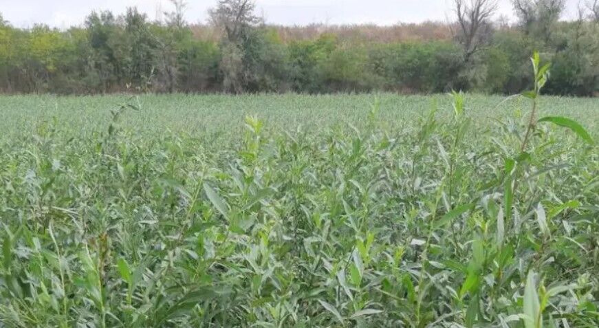 На дне Каховского водохранилища растет лес из ив и тополей: впечатляющие фото dqxikeidqxiqxxant