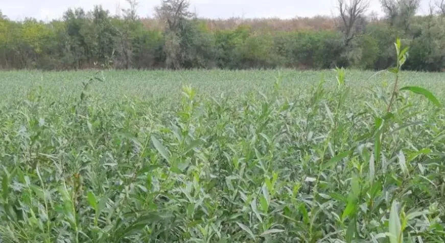 На дні Каховського водосховища росте ліс із верб і тополь: вражаючі фото dqxikeidqxiqqeant