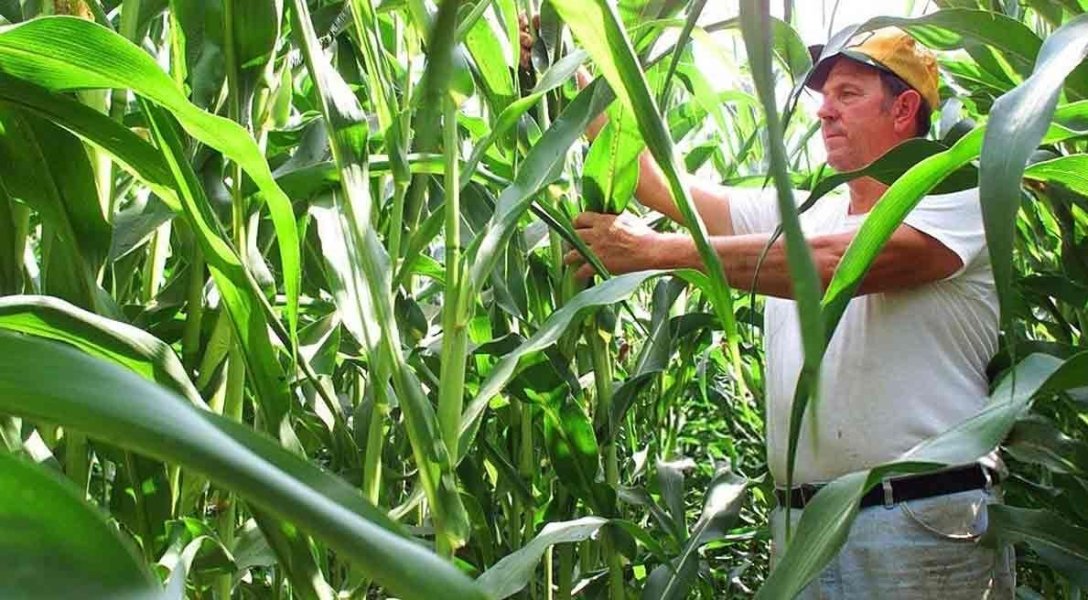 Проблем с емкостями для хранения зерновых не должно быть, говорят специалисты. Кукурузу будут хранить на самых полях в спецмешках