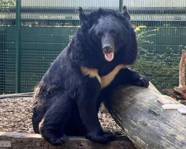 Медведь, спасшийся из-под обстрелов в Украине, нашел новый дом: история спасения косолапого (фото)