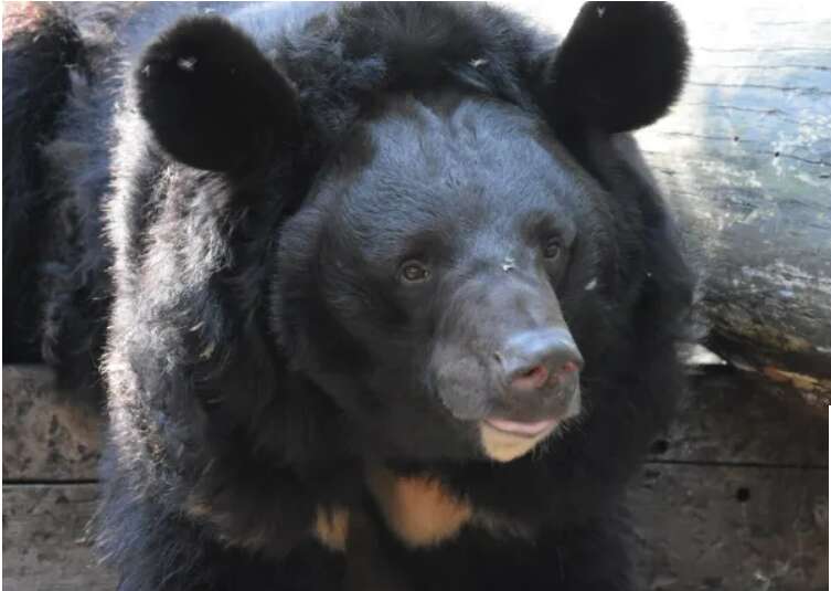 Ведмідь, якого врятували з-під обстрілів в Україні, знайшов новий дім: історія порятунку косолапого (фото) dqxikeidqxitkant