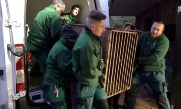 Ведмідь, якого врятували з-під обстрілів в Україні, знайшов новий дім: історія порятунку косолапого (фото)