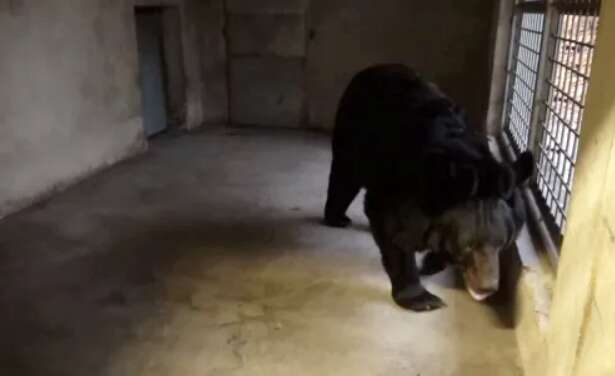 Ведмідь, якого врятували з-під обстрілів в Україні, знайшов новий дім: історія порятунку косолапого (фото)