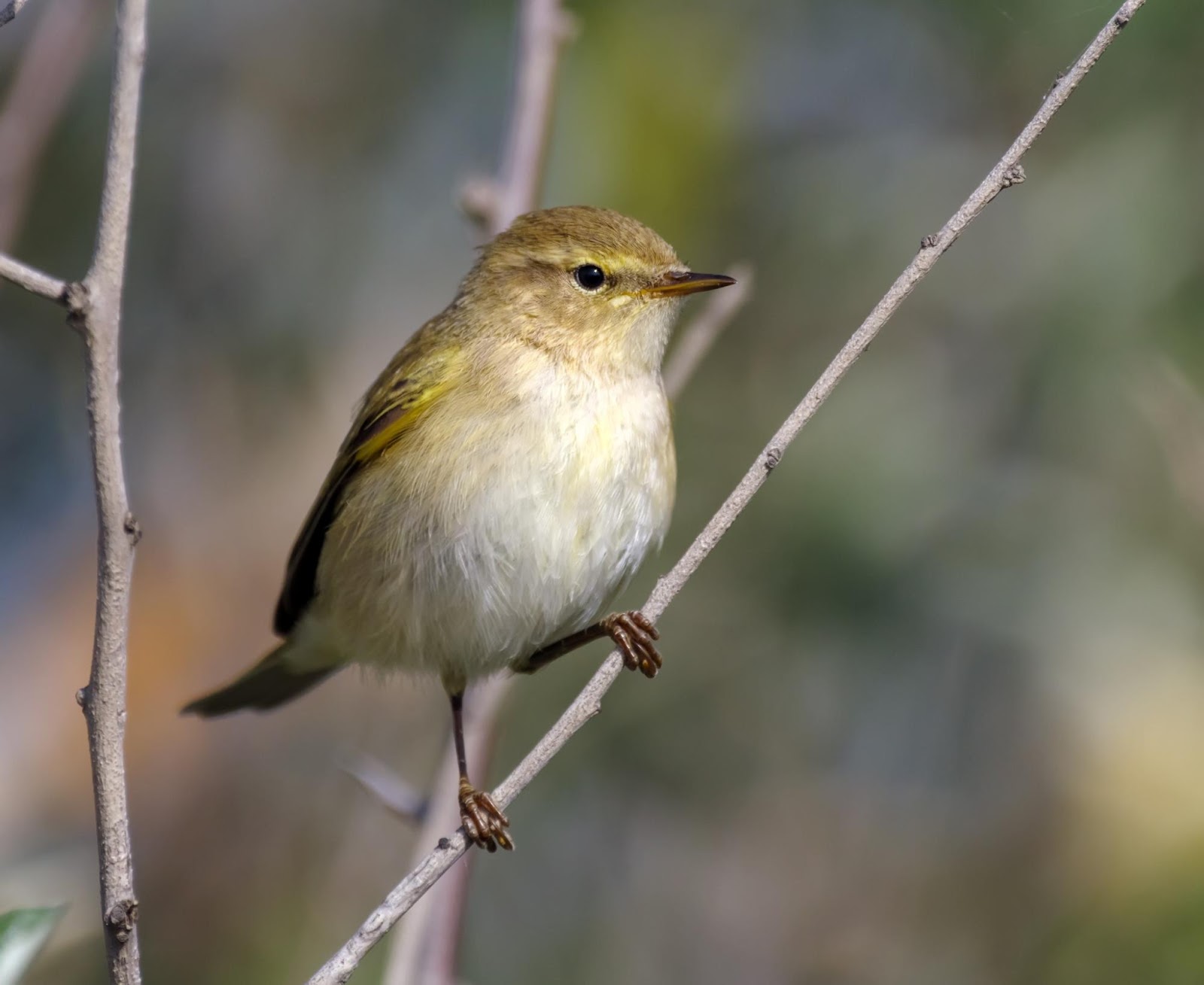 Черноморский биосферный резерват