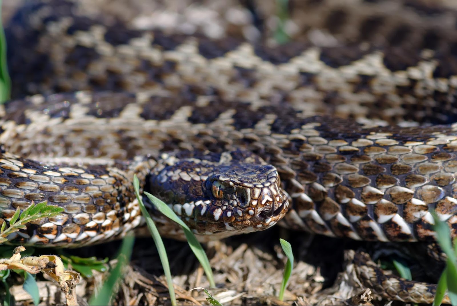 Черноморский биосферный резерват