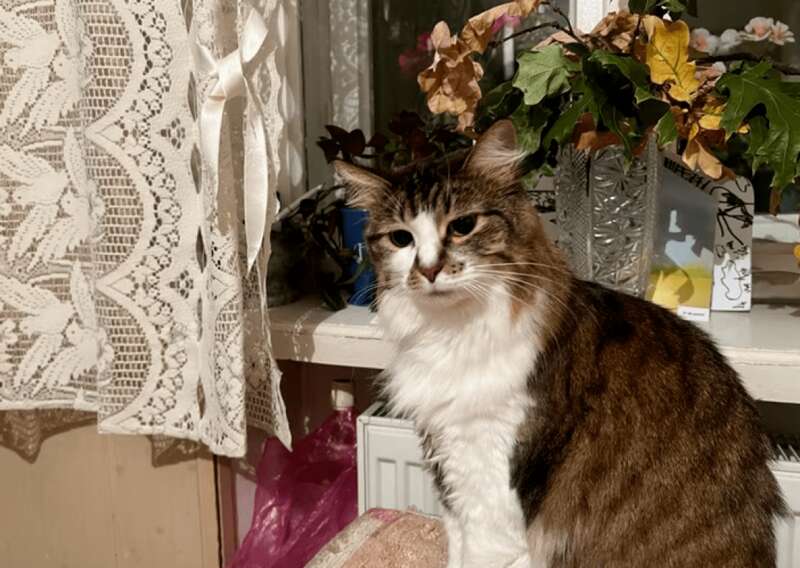 Кішка Кароліна