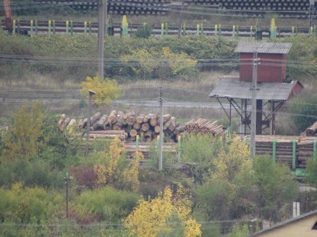 Зацените масштабы: в Мукачево лес-кругляк Зацените масштабы: в Мукачево лес-кругляк dqxikeidqxiqqeant