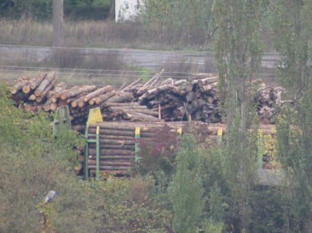 Зацените масштабы: в Мукачево лес-кругляк Зацените масштабы: в Мукачево лес-кругляк