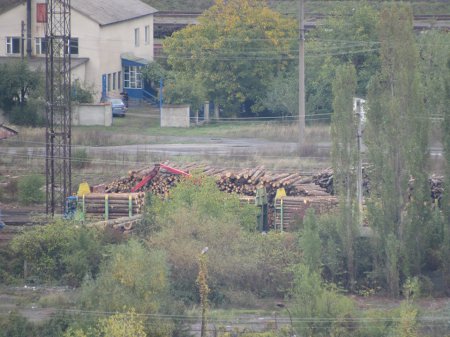 Зацените масштабы: в Мукачево лес-кругляк Зацените масштабы: в Мукачево лес-кругляк