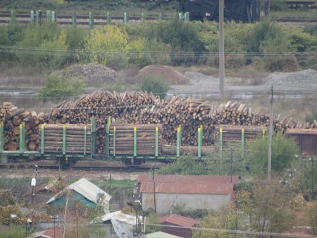 Зацените масштабы: в Мукачево лес-кругляк Зацените масштабы: в Мукачево лес-кругляк