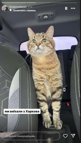кіт степан, харків, евакуація dqxikeidqxitkant