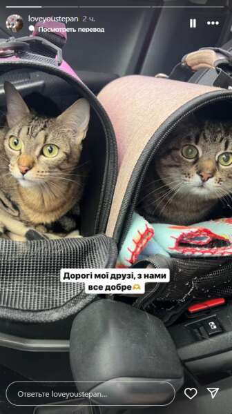 кіт степан, кішка стефанія, харків, евакуація