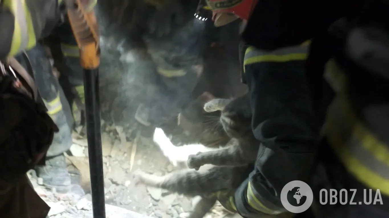 Кота знайшли під завалами dqxikeidqxitkant