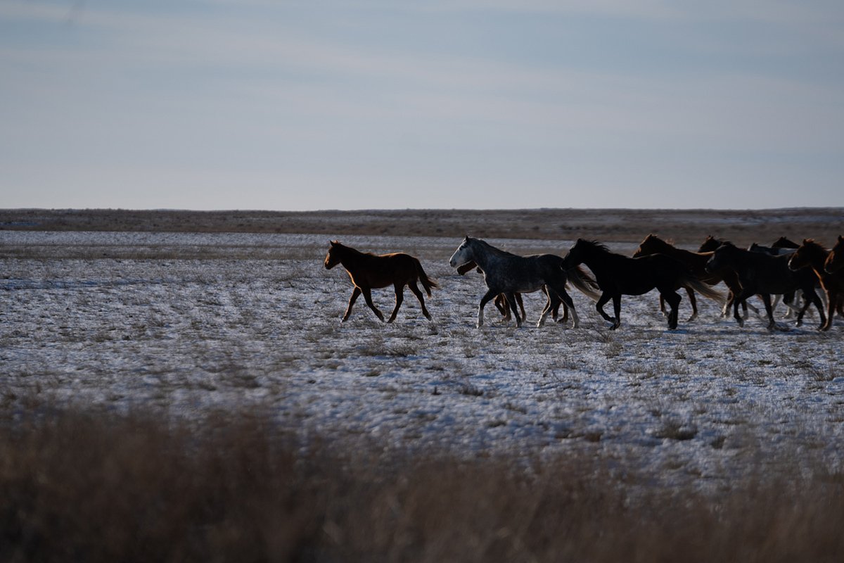 Степ. Фото: Рауль Упоров dqxikeidqxitkant