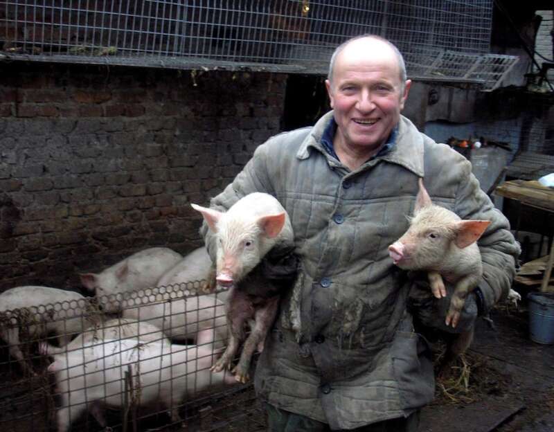 свиноферма агроппідприємство Від початку повномасштабного вторгнення спостерігалися великі проблеми з кадрами