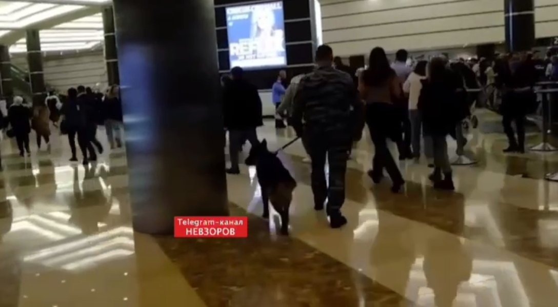 кинолог теракт в Крокусе dqxikeidqxitkant