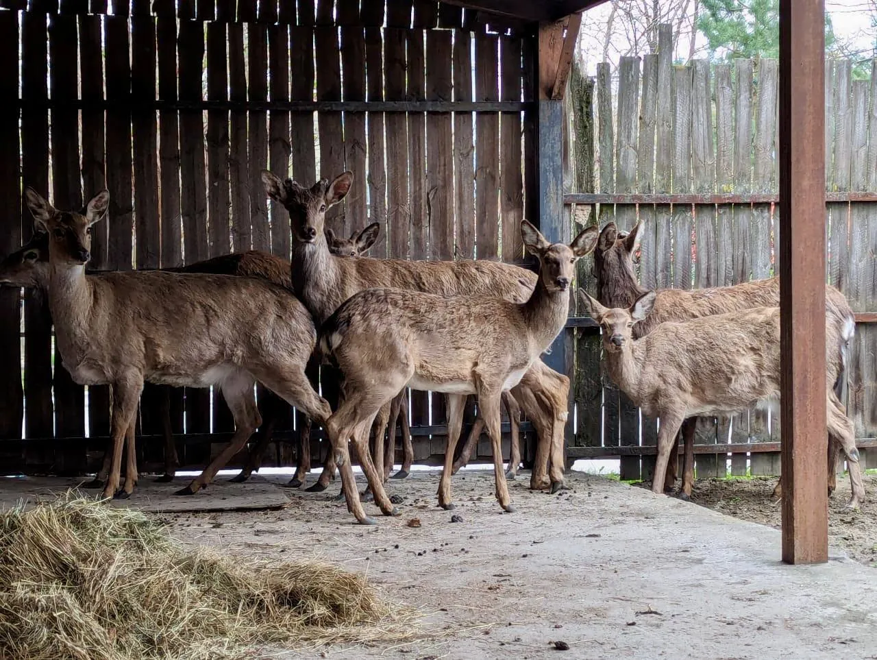 Одна тварина померла: у Києві зупинили мікроавтобус, у якому перевозили 9 оленів. Фото, відео і подробиці