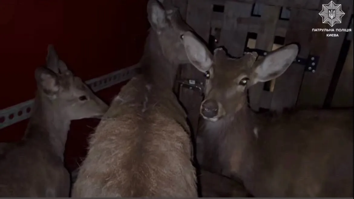 Одно животное умерло: в Киеве остановили микроавтобус, в котором перевозили 9 оленей. Фото, видео и подробности