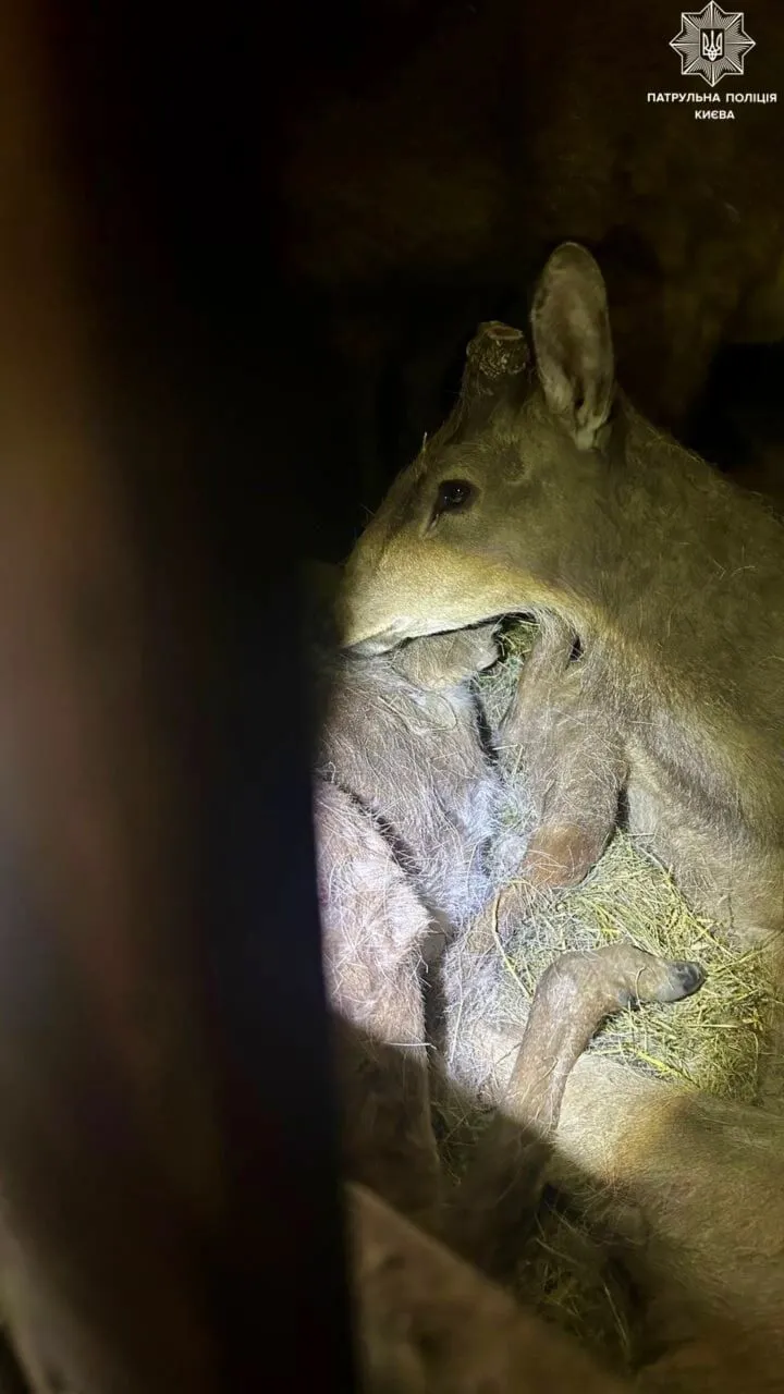 Одна тварина померла: у Києві зупинили мікроавтобус, у якому перевозили 9 оленів. Фото, відео і подробиці dqxikeidqxiqqeant