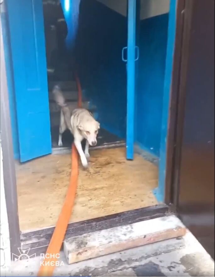 В Киеве во время пожара в квартире погибли 6 животных. Подробности и видео