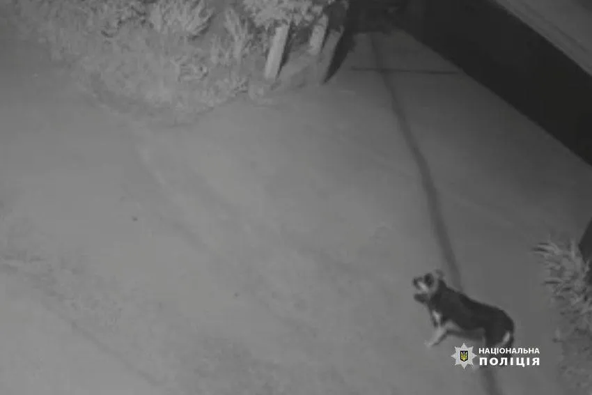 В Киеве пьяный мужчина бросил об асфальт собаку соседки: преступление зафиксировала камера. Видео