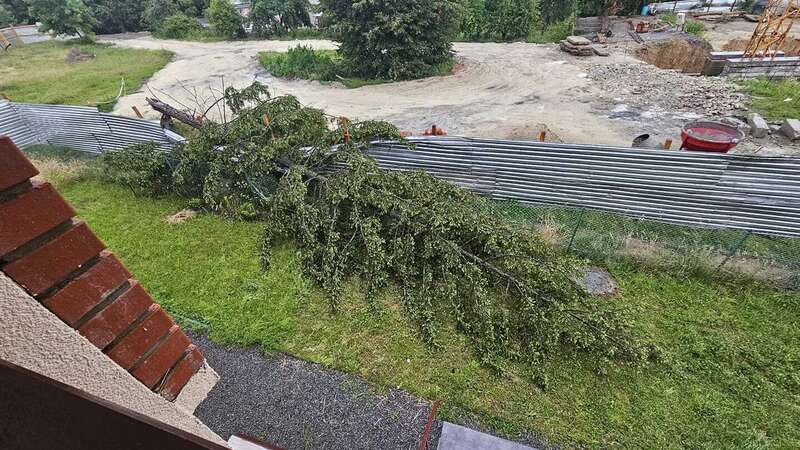 В Брюховичах после бури упало дерево