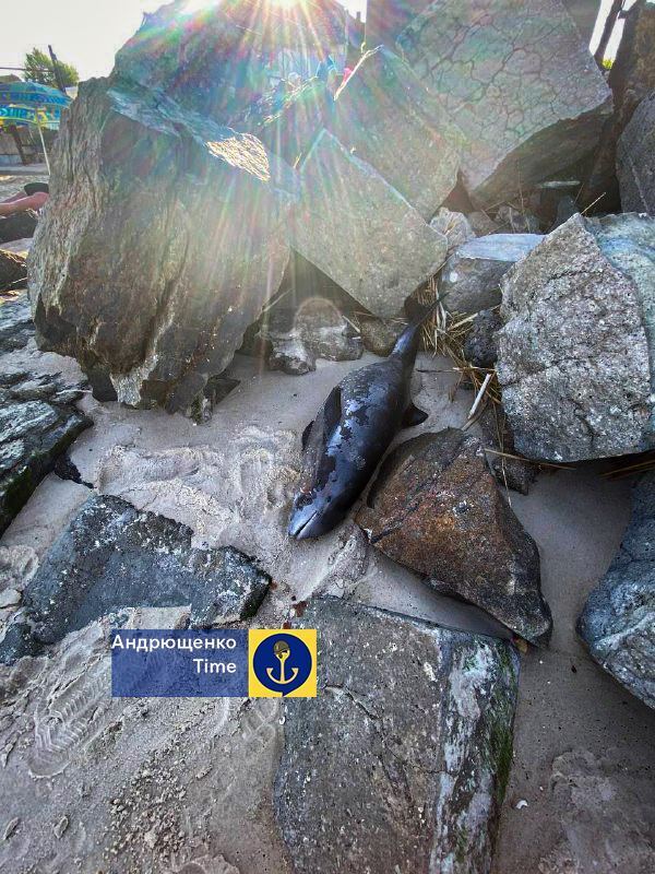  :        .  dqxikeidqxitkant