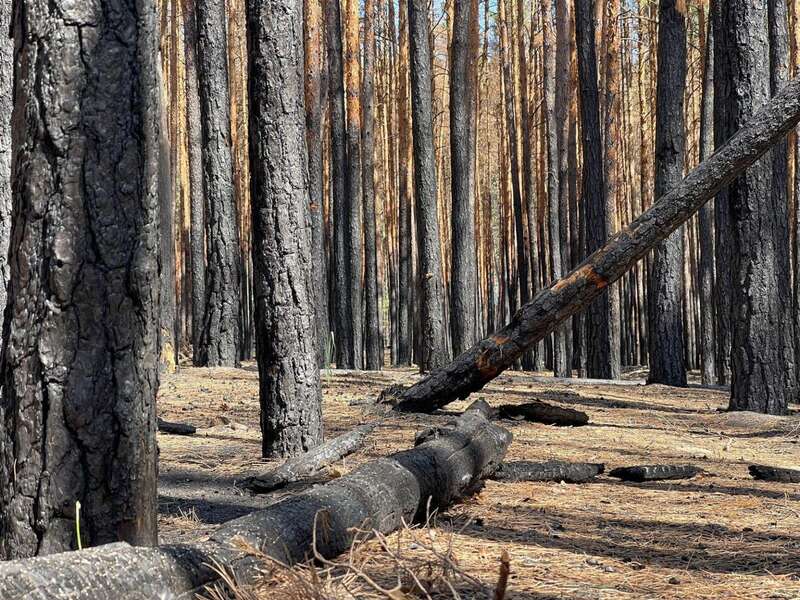 :         dqxikeidqxitkant