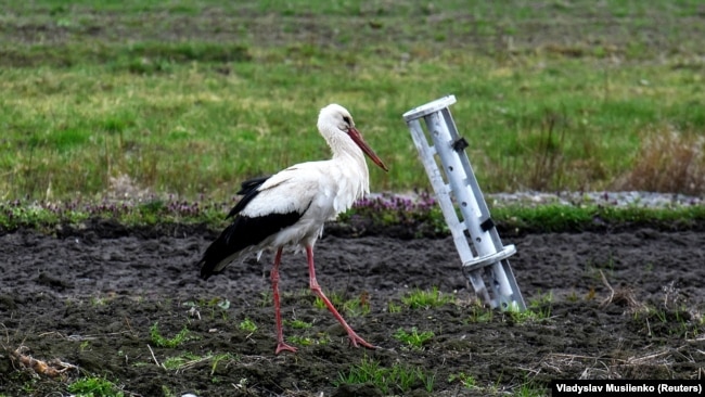 Многие снаряды остаются на полях неразорваны