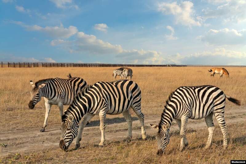 В заповеднике «Аскания-Нова» dqxikeidqxiqqeant