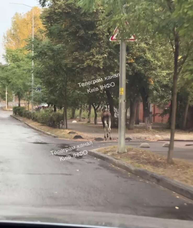Бегал между домами: в Киеве неподалеку от центра заметили лося. Все подробности, фото и видео dqxikeidqxitkant