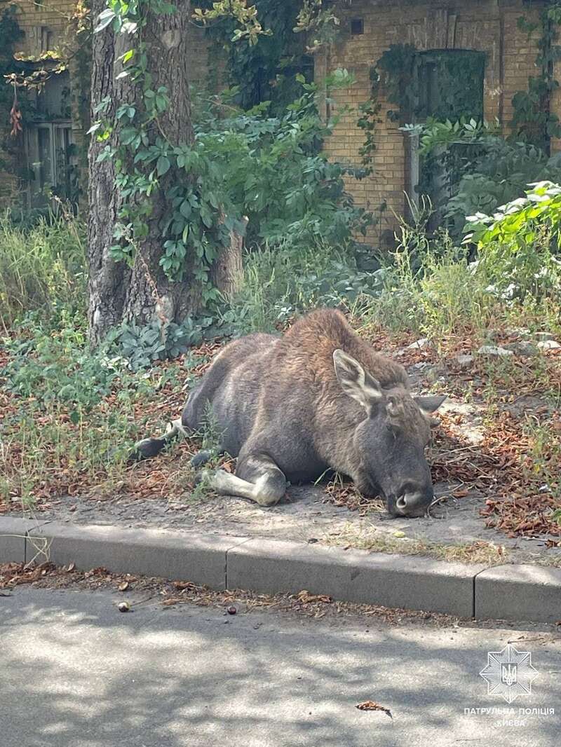 Бігав поміж будинків: у Києві неподалік центру помітили лося. Усі подробиці, фото і відео