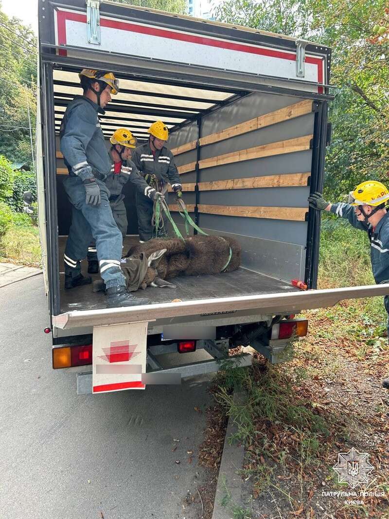 Бегал между домами: в Киеве неподалеку от центра заметили лося. Все подробности, фото и видео