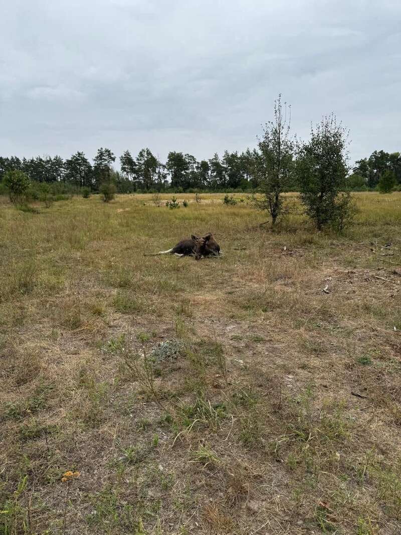 Бегал между домами: в Киеве неподалеку от центра заметили лося. Все подробности, фото и видео