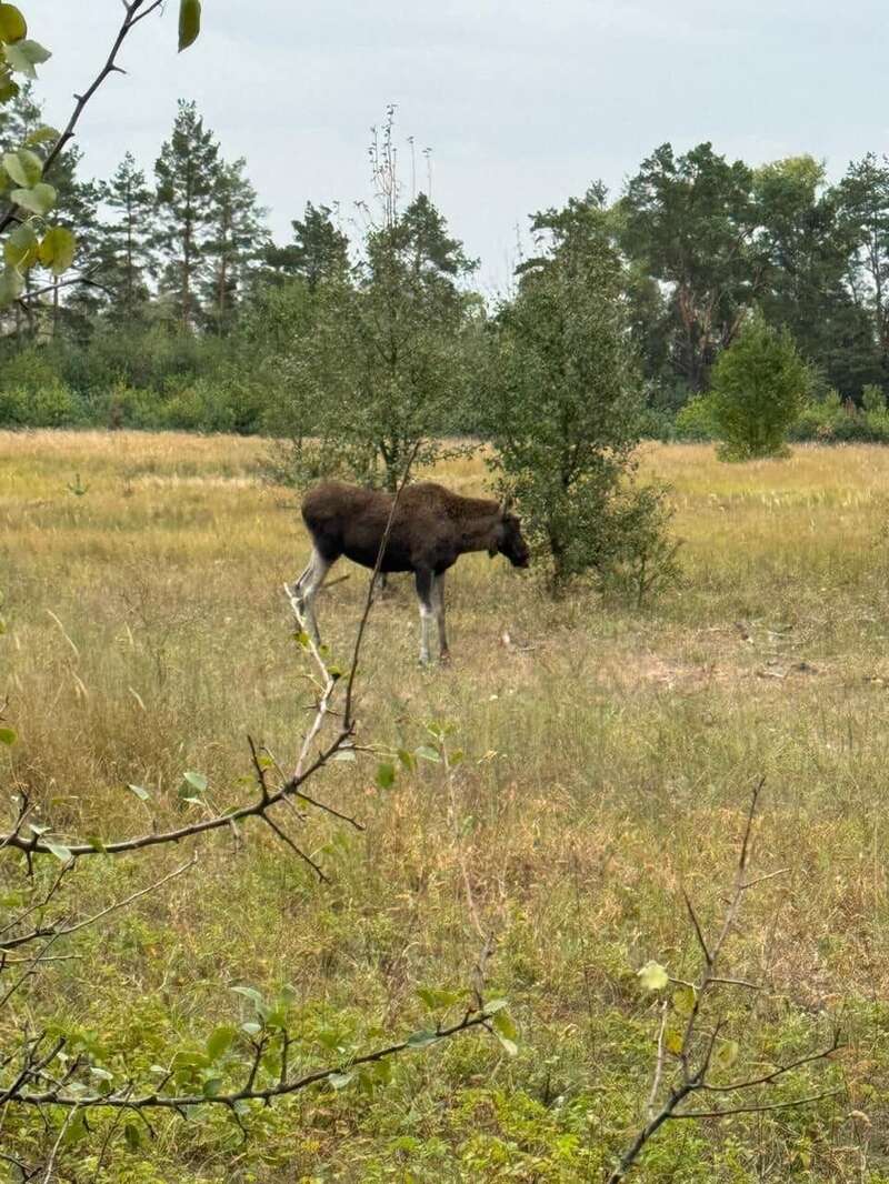 Бегал между домами: в Киеве неподалеку от центра заметили лося. Все подробности, фото и видео
