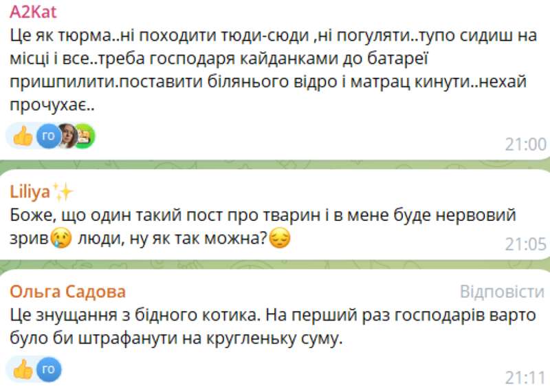 Кот Кот, Львов, жестокое обращение с животными dqxikeidqxitkant