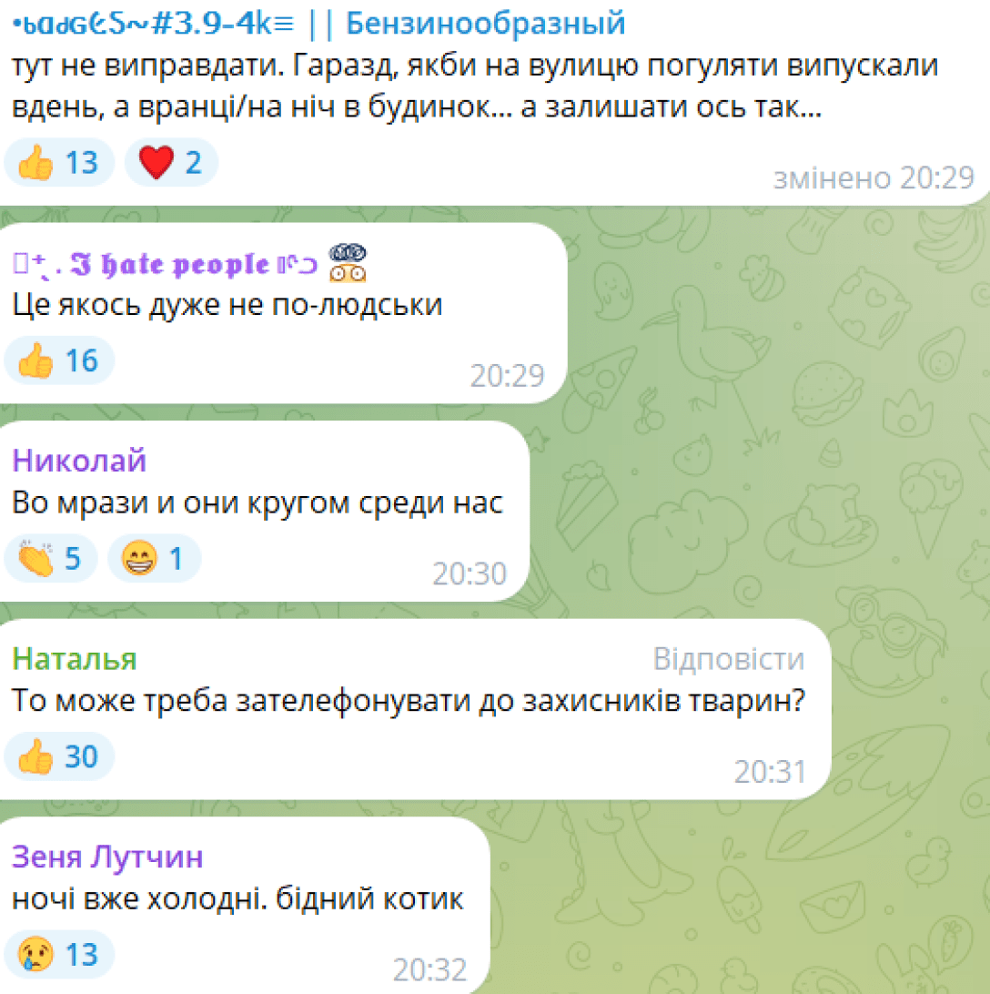 Комментарии к коту во Львове Львов, кот, жестокое обращение с животными