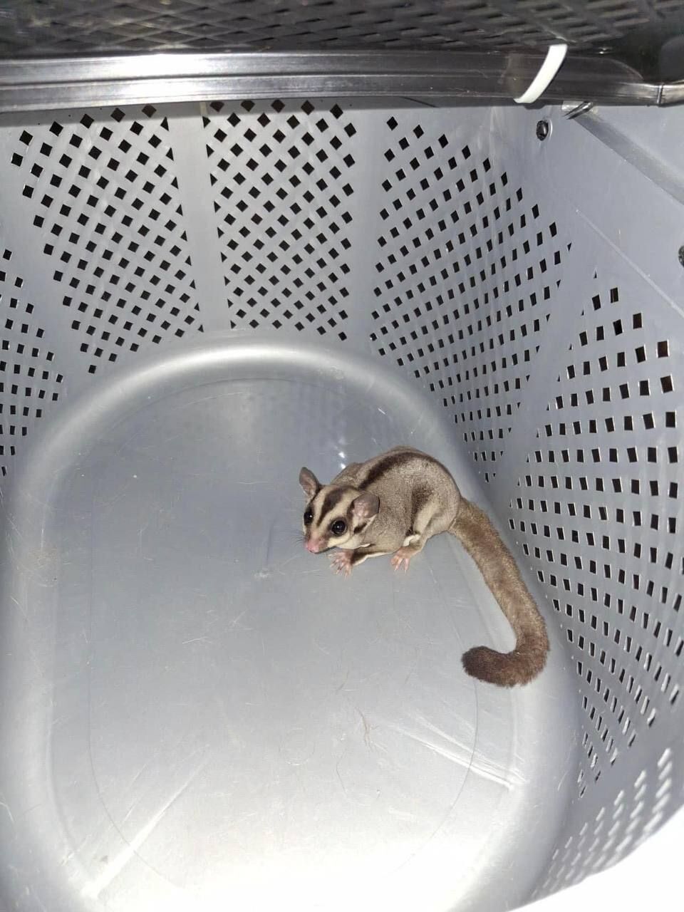             볿.  dqxikeidqxiqqeant