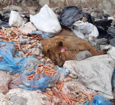 Image dqxikeidqxitkant