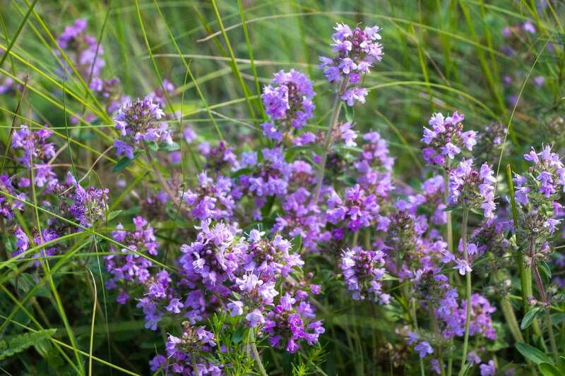     .      . -     ,  ,     ,  ,     .   