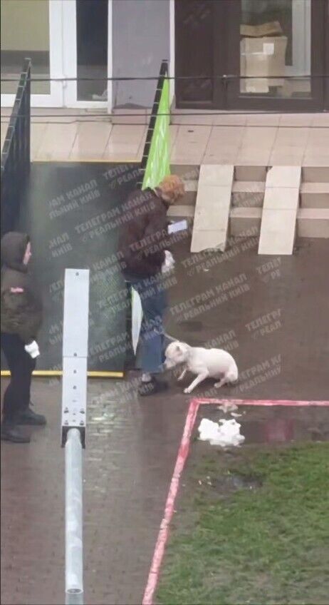 У Києві чоловік бив собаку по голові та наступив на неї ногою: справою зайнялась поліція. Відео dqxikeidqxiqqeant