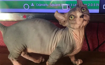 Ціна шокує: в Києві продають кошеня за 200 тисяч гривень (фото) dqxikeidqxitkant